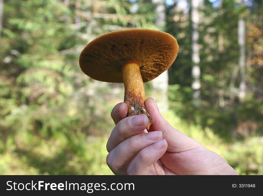 Boletus mushroom in man hand with focus on it