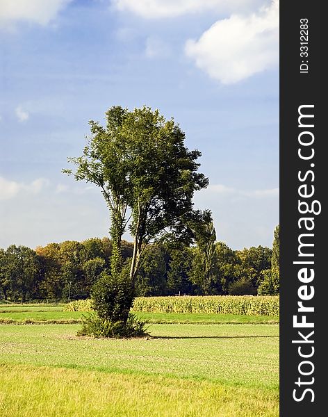 Autumnal landscape in the corn field.