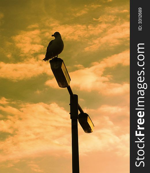 Seagull perching on a streetlight