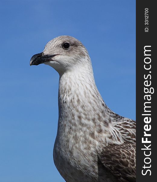 Young seagull against blue sky