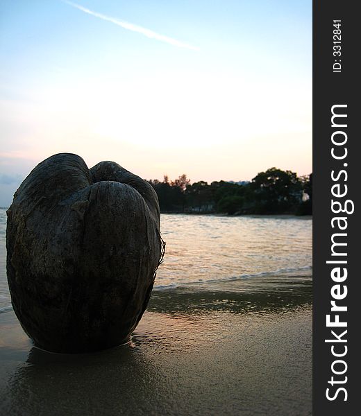 A drifted coconut finds anchorage on the sandy beach where the sun starts to shine its evening rays onto the velvety sea. The blue sky its marked with the jetstream of a recently passed airplane. A drifted coconut finds anchorage on the sandy beach where the sun starts to shine its evening rays onto the velvety sea. The blue sky its marked with the jetstream of a recently passed airplane.