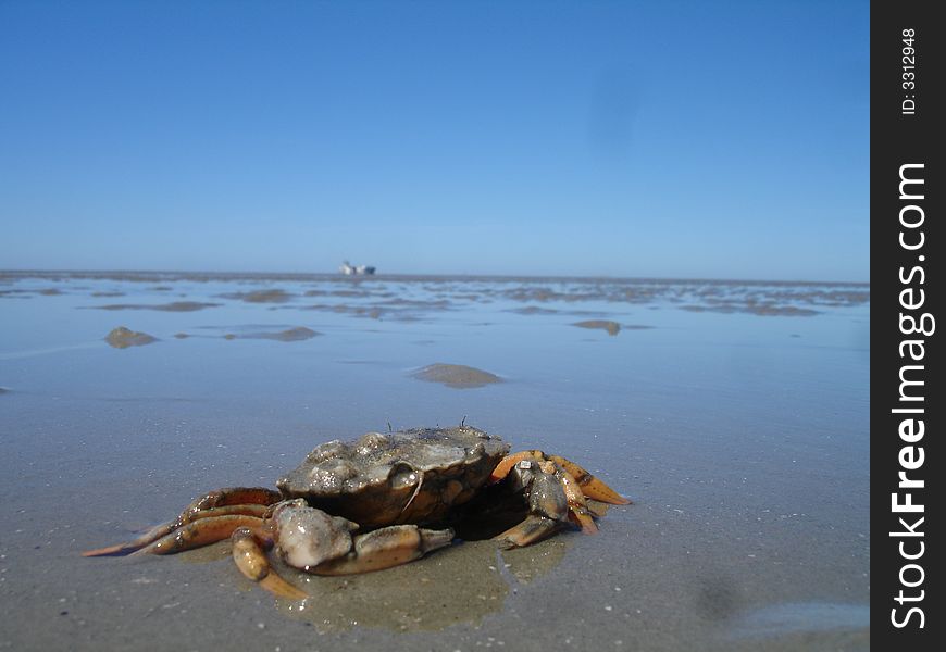 Sand crab with a container ship in the background