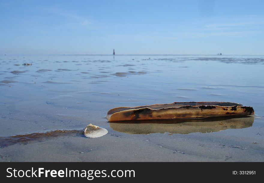 Sea shell on a sand bank