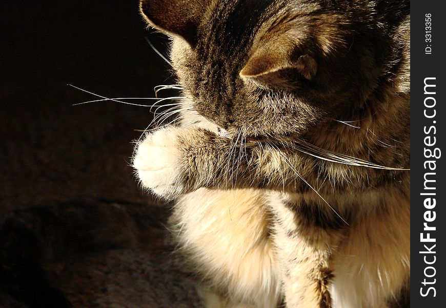Young tabby cat cleaning her face.