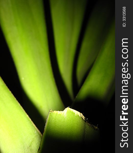 Green leaves of a plant growing elegantly. Its vibrant green shines brightly. Green leaves of a plant growing elegantly. Its vibrant green shines brightly