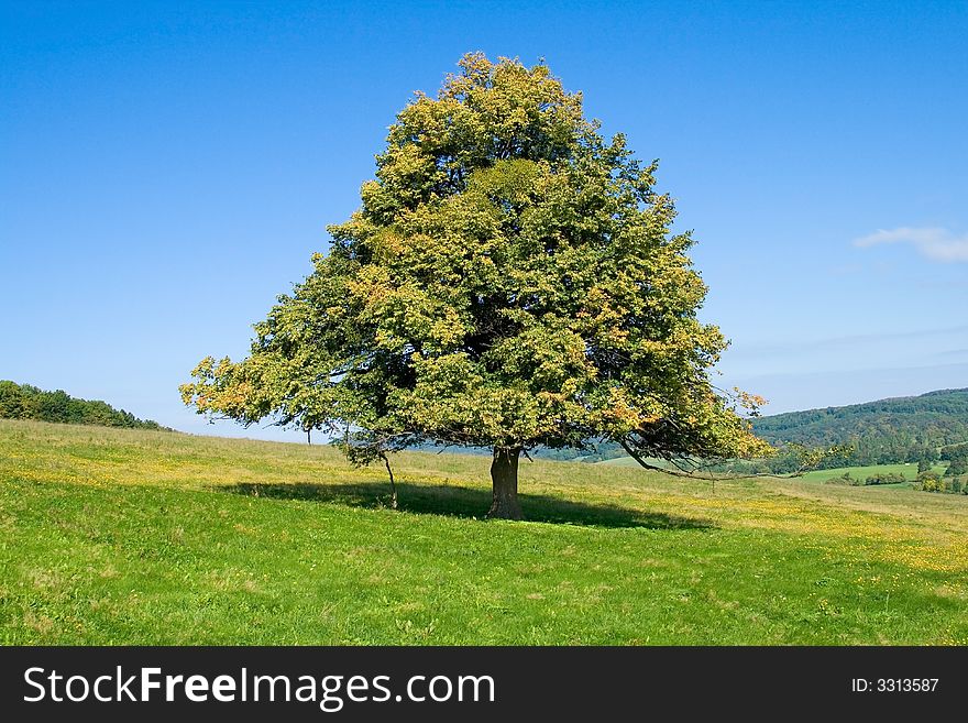 He is tree staying alone alone on an autumn field. He is tree staying alone alone on an autumn field.