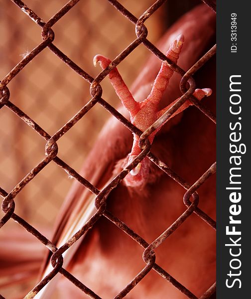 The claw of a pigeon standing on rusted netting shot from below. The claw of a pigeon standing on rusted netting shot from below