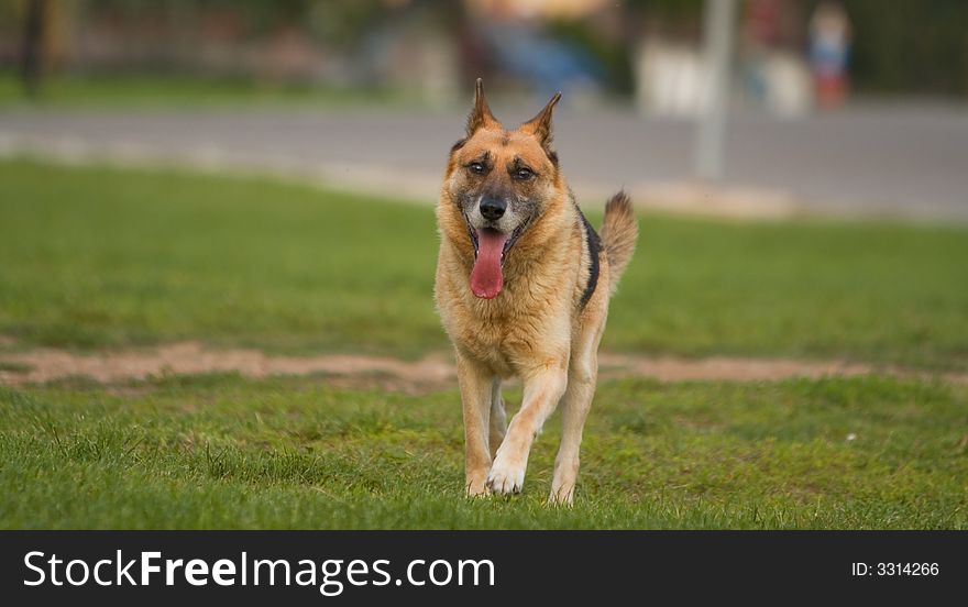 German shepherd running in a park...full of copy space around the subject.First shot with the amazing lens Canon 70-200mm f/2.8L IS USM.