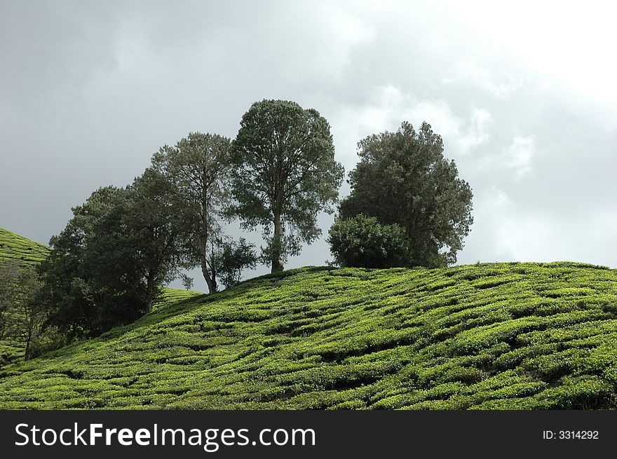 Trees among tea shrubs in the Cameron Highlands, Malaysia. Trees among tea shrubs in the Cameron Highlands, Malaysia.