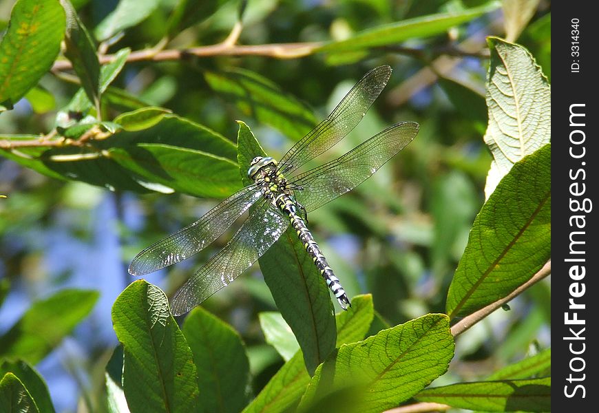 Dragonfly paused by pond in beautiful framing sunlight. Dragonfly paused by pond in beautiful framing sunlight