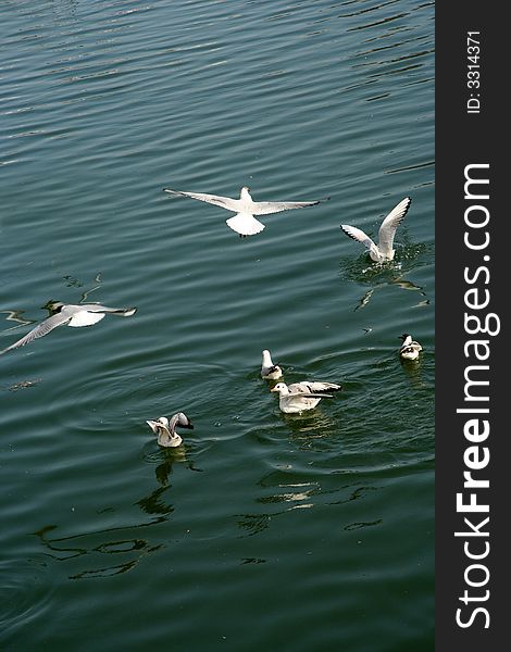 Seagulls on the river, blue, water, wildlife.