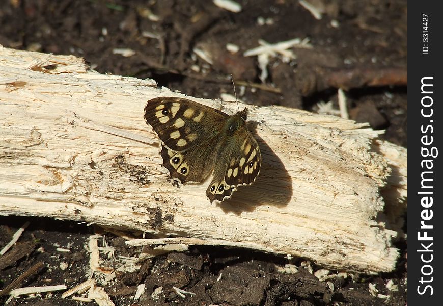 Woodland Brown settled in the sunshine
