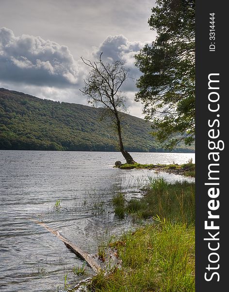 Isolated tree on the shore of Coniston Water in the English Lake District. Isolated tree on the shore of Coniston Water in the English Lake District