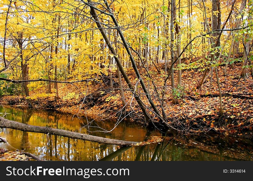 Autumn Trees Abstract