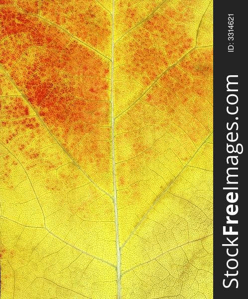 Colorful Natural leaf background pattern