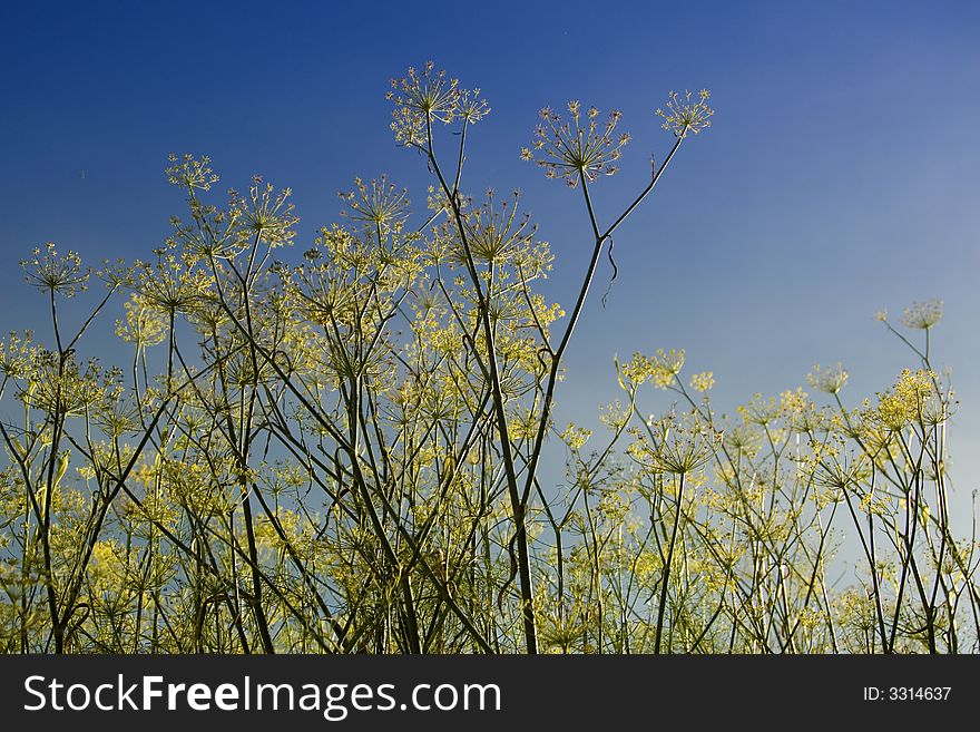 Wild flowers in the savanna from low angle