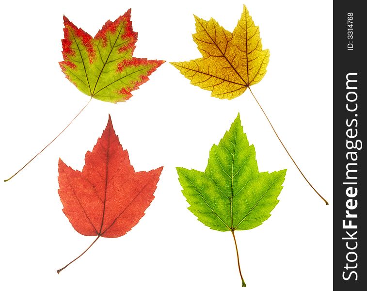 Full resolution close up view of four maple leaves with different colors but similar shapes on white background. Full resolution close up view of four maple leaves with different colors but similar shapes on white background