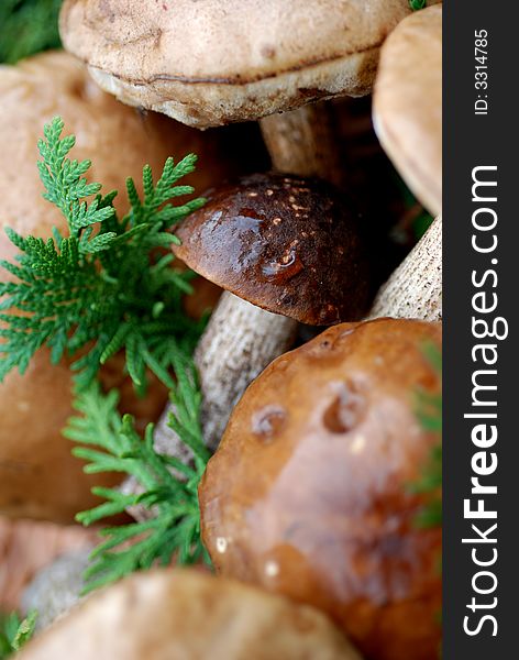 The forest mushrooms', basket a lot of mushrooms on grass