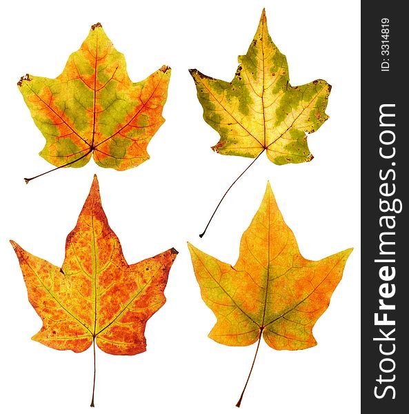 Full resolution close up view of four maple leaves with two colors in each leaf on white background. Full resolution close up view of four maple leaves with two colors in each leaf on white background