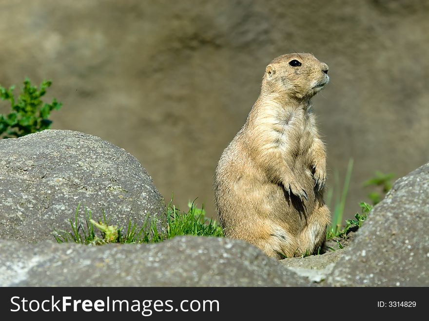 Close-up of a cute prarie dog