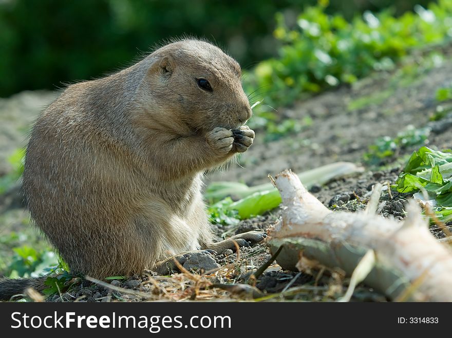 Close-up of a cute prarie dog