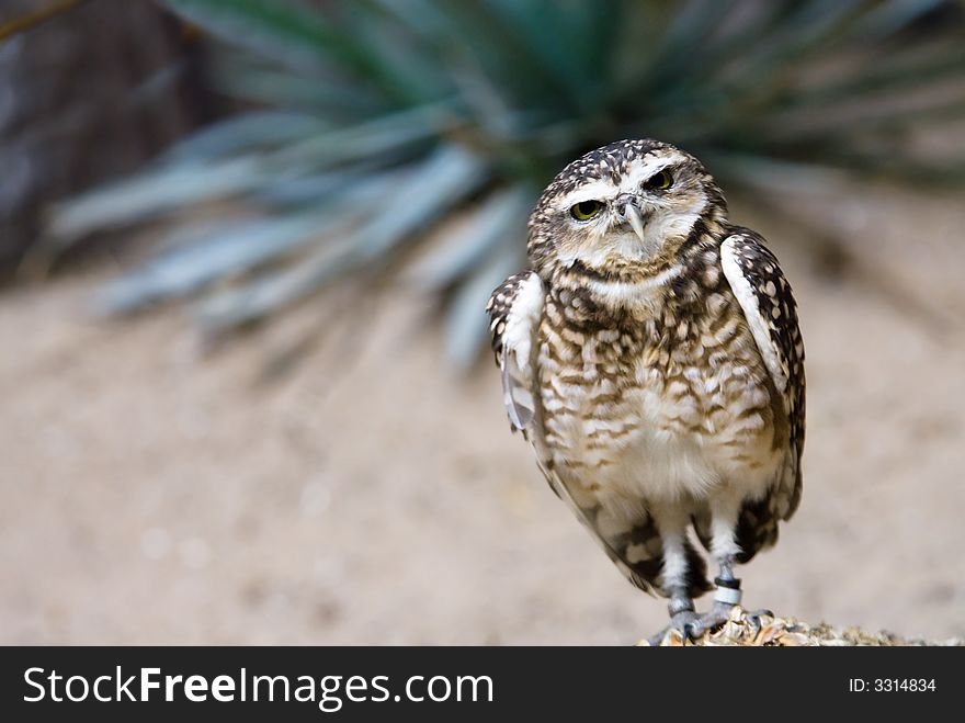 Beautiful Owl