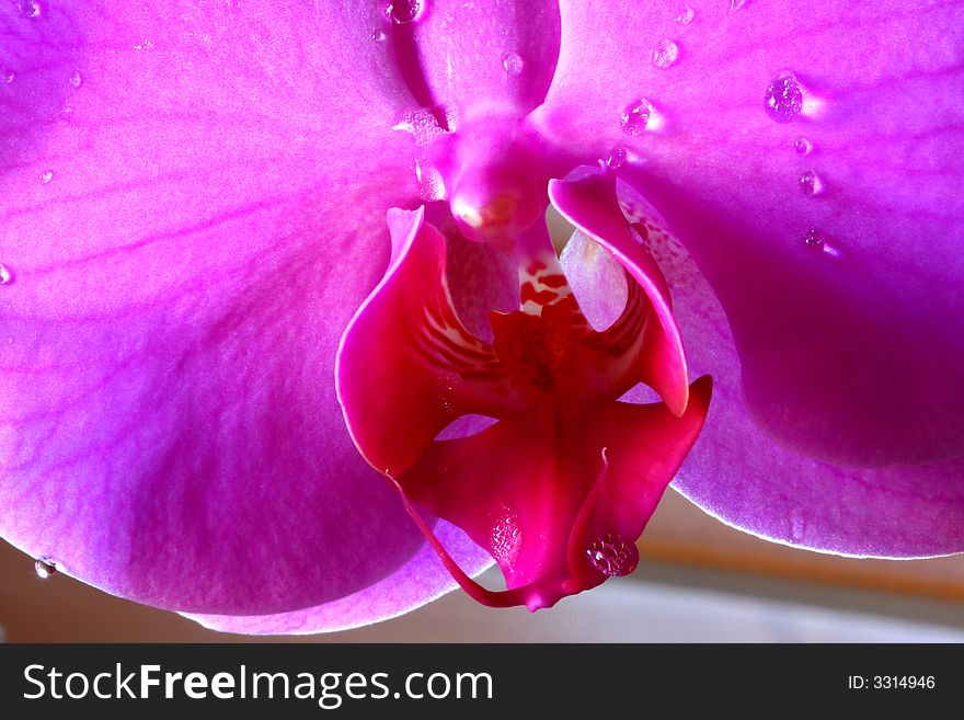 Close up of purple orchid. Close up of purple orchid