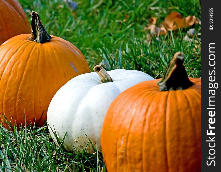 Ornage and white pumkins in the grass. Ornage and white pumkins in the grass