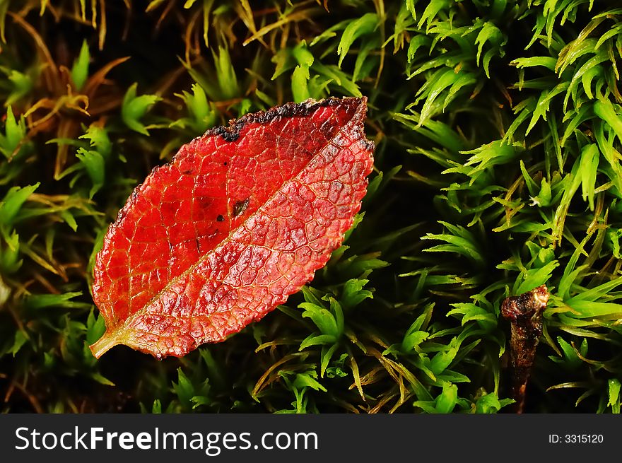 A small red leaf on a green mush bed