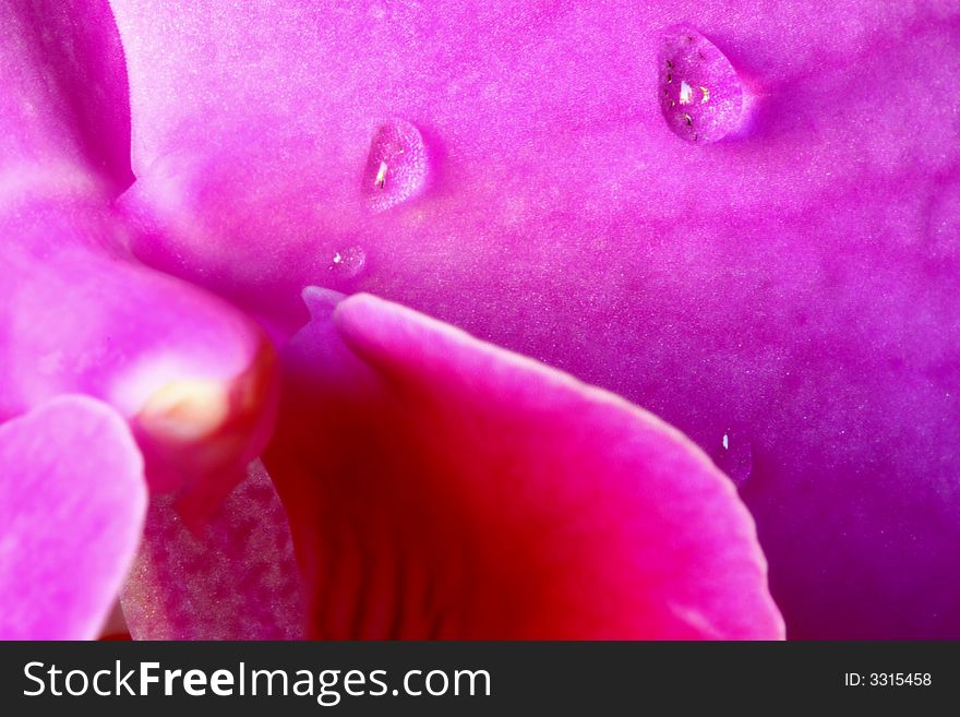 Close up of rain drops on orchid. Close up of rain drops on orchid