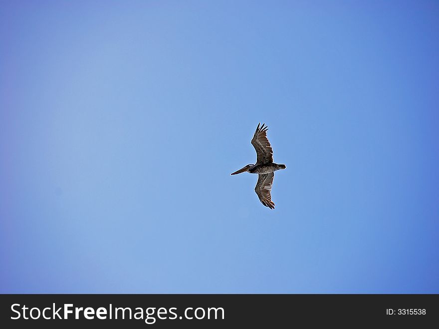 Brown Pelican in Flight