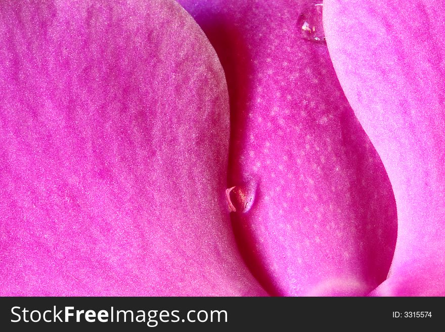 Close up of rain drops on orchid. Close up of rain drops on orchid