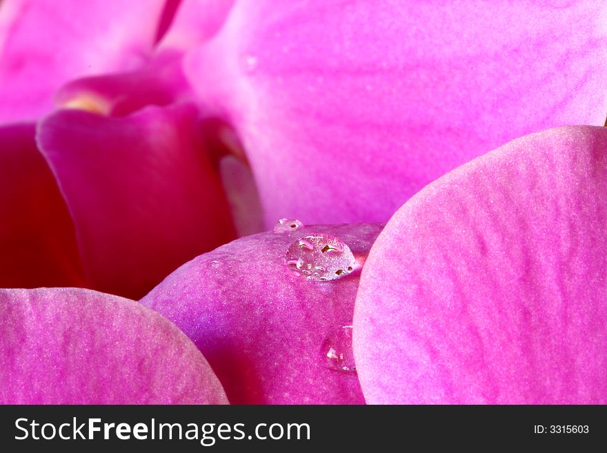 Close up of rain drops on orchid. Close up of rain drops on orchid