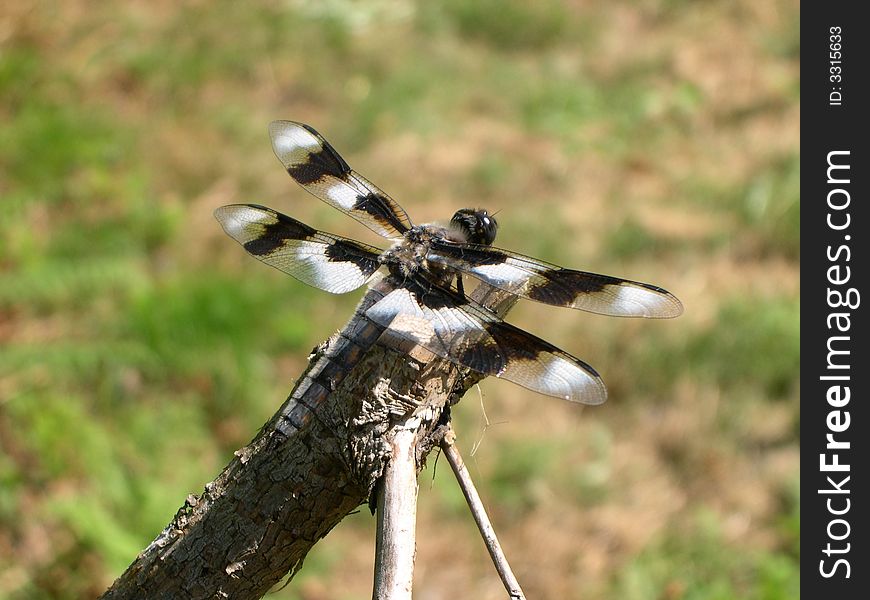 Dragonfly close up on a dried knot, summer day in a forest.