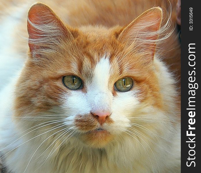 Closeup of a ginger cat's face. Closeup of a ginger cat's face.