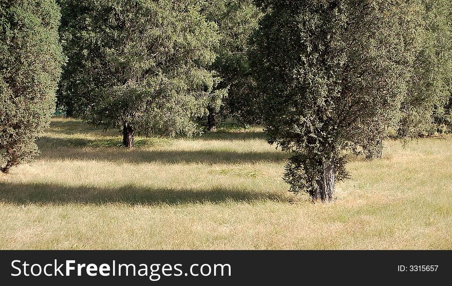 Trees And Grass