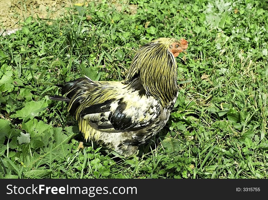 Chicken outside on the farm. Chicken outside on the farm