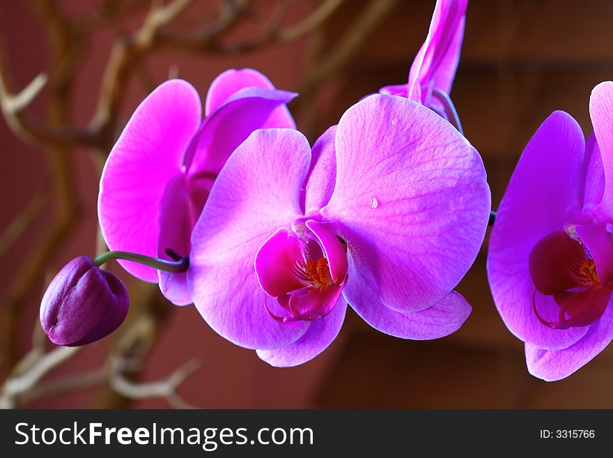 Close up of purple orchid