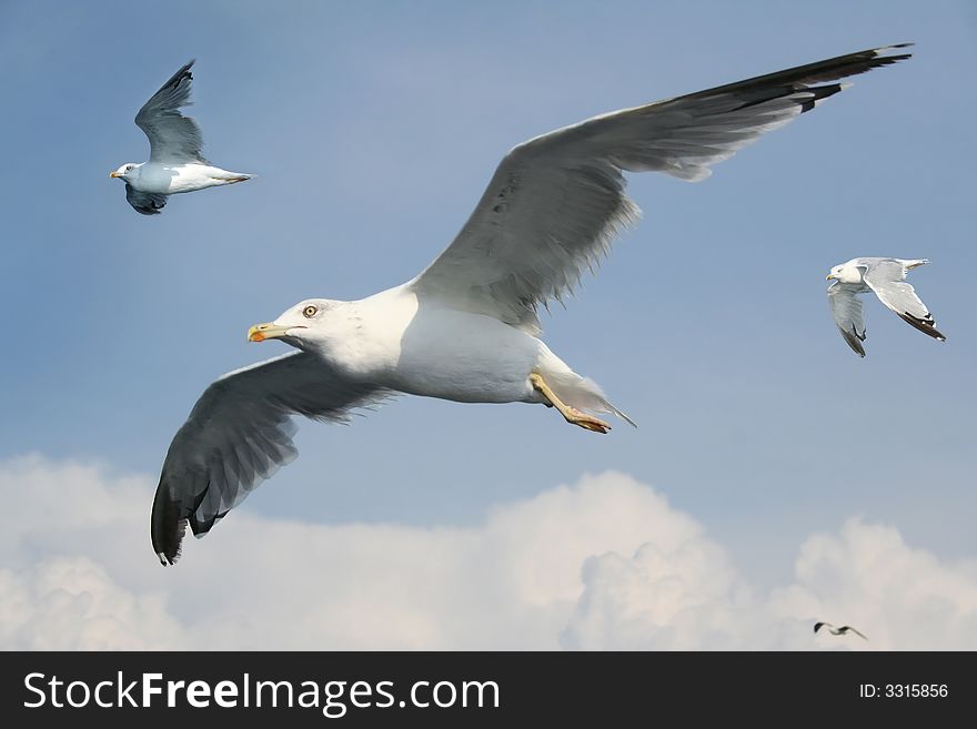 Three gulls flying in the blue sky
