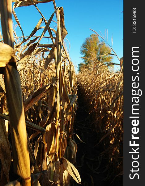 Fun in the rows of corn. Fun in the rows of corn