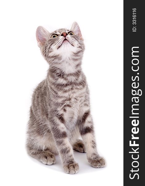 Striped kitten standing on a floor