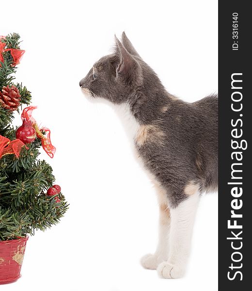 Kitten and a decorated christmas tree. Kitten and a decorated christmas tree