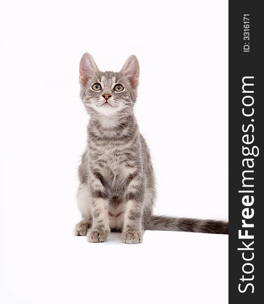 Striped kitten standing on a floor