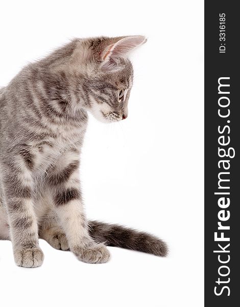 Striped kitten standing on a floor