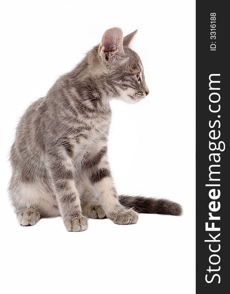 Striped kitten standing on a floor