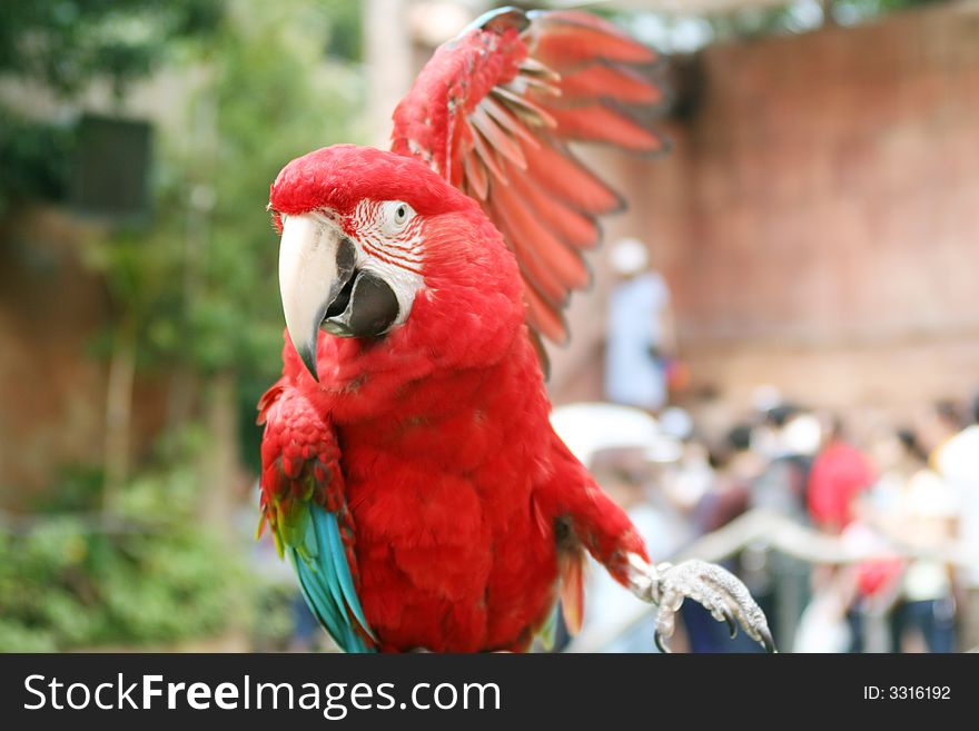 Brightly red colored parrot showing his wing.