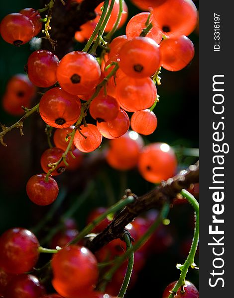 Red currants  with sun glow on the dark background