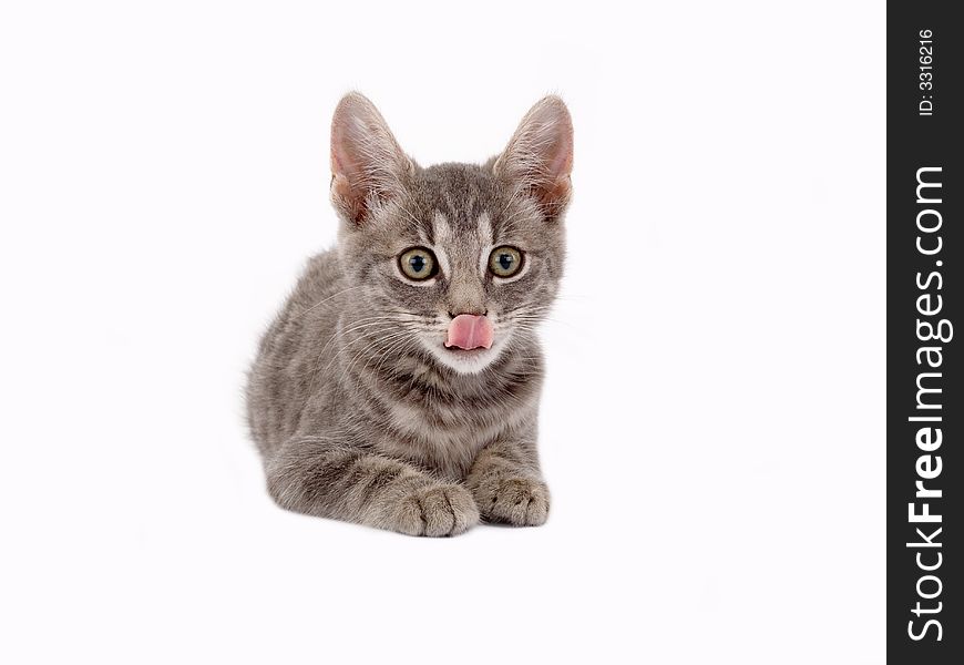 Kitten lying down isolated on white