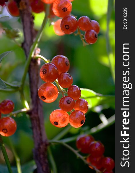 Red currant with sun glow on the green background