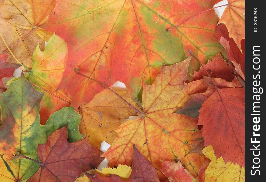 Autumn background from color (red yellow and green) leaves. Autumn background from color (red yellow and green) leaves